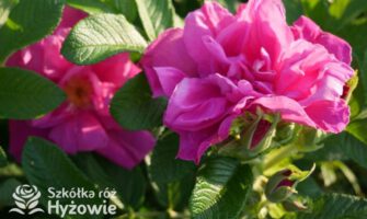 rosa rugosa sadzonki róż w szkółce róż hyżowie